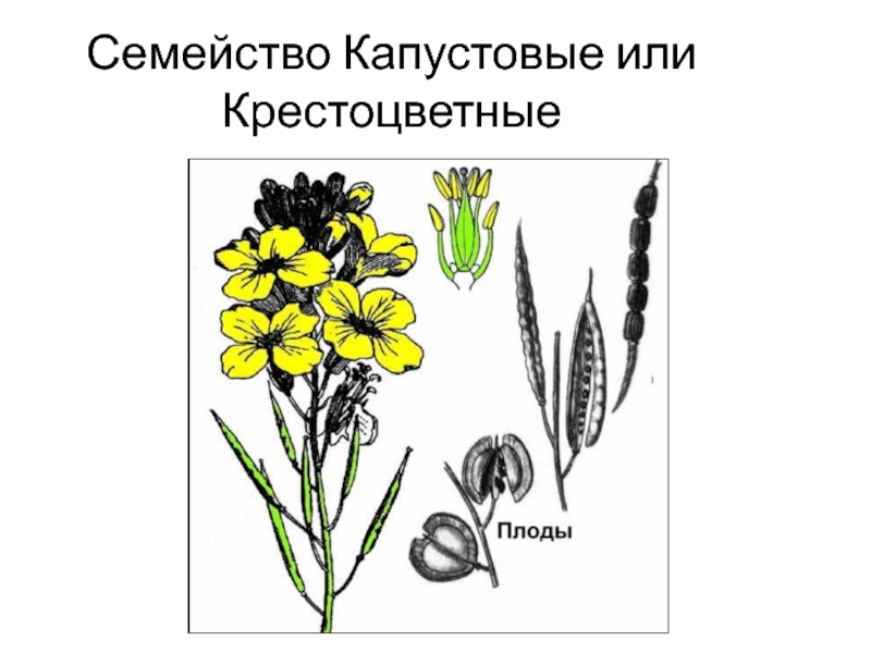 Диаграмма крестоцветных растений