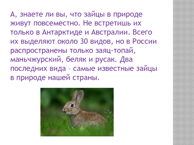 Презентация зайцы 3 класс. Про зайца презентация 6 лет. Заяц в природе 30 видов. . Зайцы не живут только в Австралии и Антарктиде.. Чего нет у зайца.