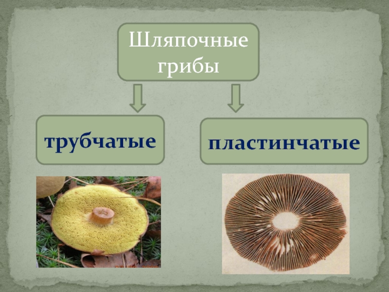 Трубчатые и пластинчатые грибы картинки