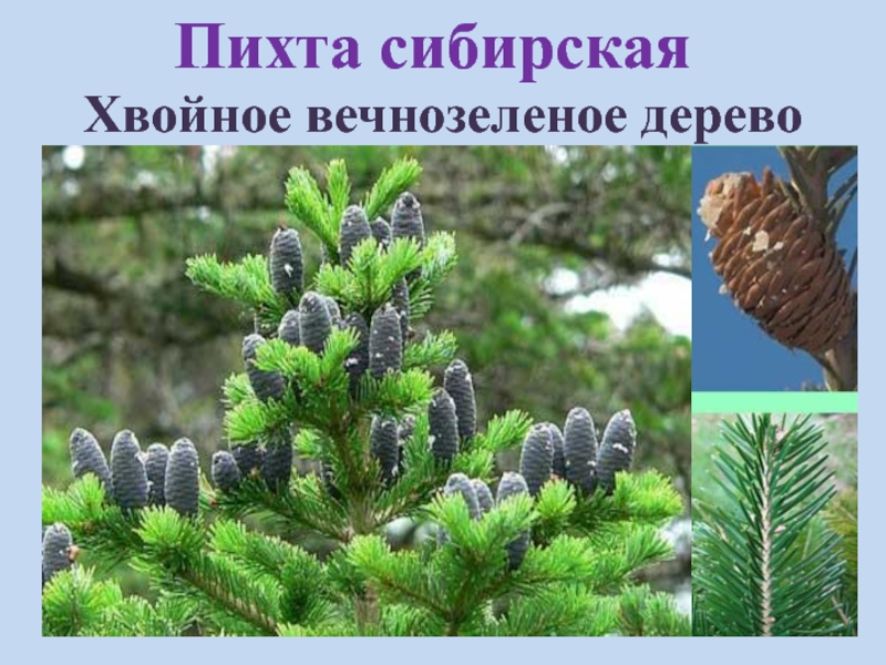 Хвойное вечнозеленое дерево
Пихта сибирская