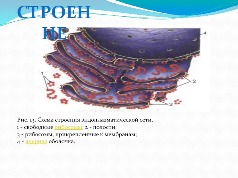 Рисунок эндоплазматической сети