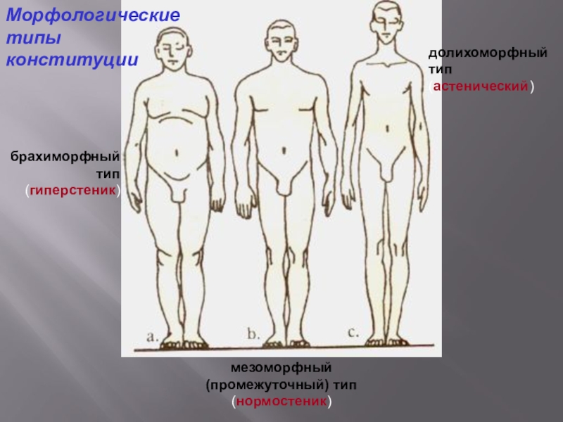 Морфологическим полом. Брахиморфный мезоморфный. Морфологические типы Конституции. Брахиморфный Тип. Мезоморфный Тип.