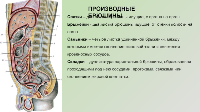 Брюшина анатомия человека рисунок