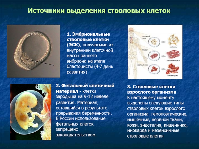 Источники клеток. 1)Эмбриональные стволовые клетки -. Фетальные стволовые клетки. Фетальный клеточный материал. Эмбриональные стволовые клетки (ЭСК).