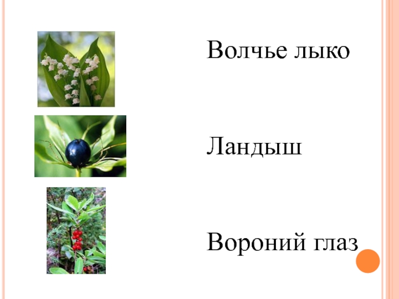 Как выглядит вороний глаз растение и волчье лыко фото