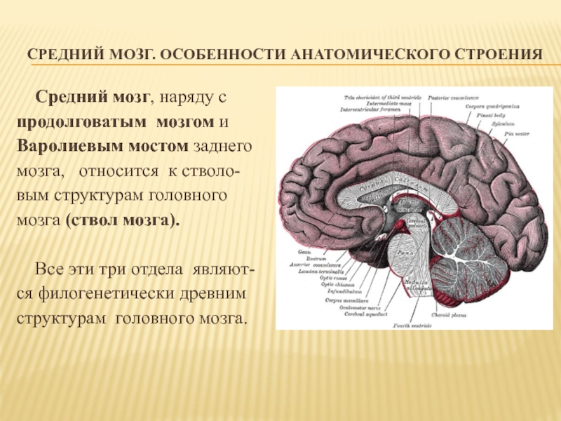 Средний мозг включает в себя. Структуры отделов и функции среднего мозга. Средний мозг анатомические структуры. Строение и расположение среднего мозга. Структура головного мозг средний мозг.