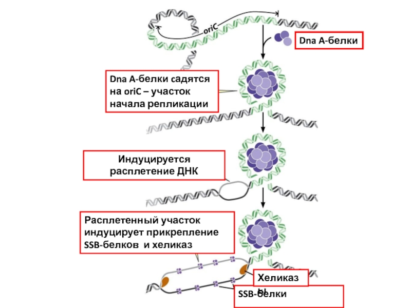 Ssb белок. SSB белки на ДНК. SSB белки прокариот. Репликация SSB белки. Участок начала репликации.