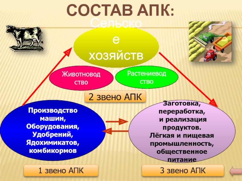 Сельское хозяйство животноводство 8 класс география презентация