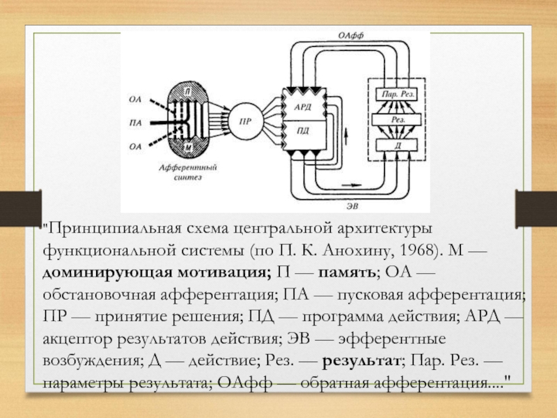 Схема функциональной системы по анохину