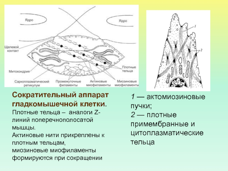 Схема гладкомышечной клетки