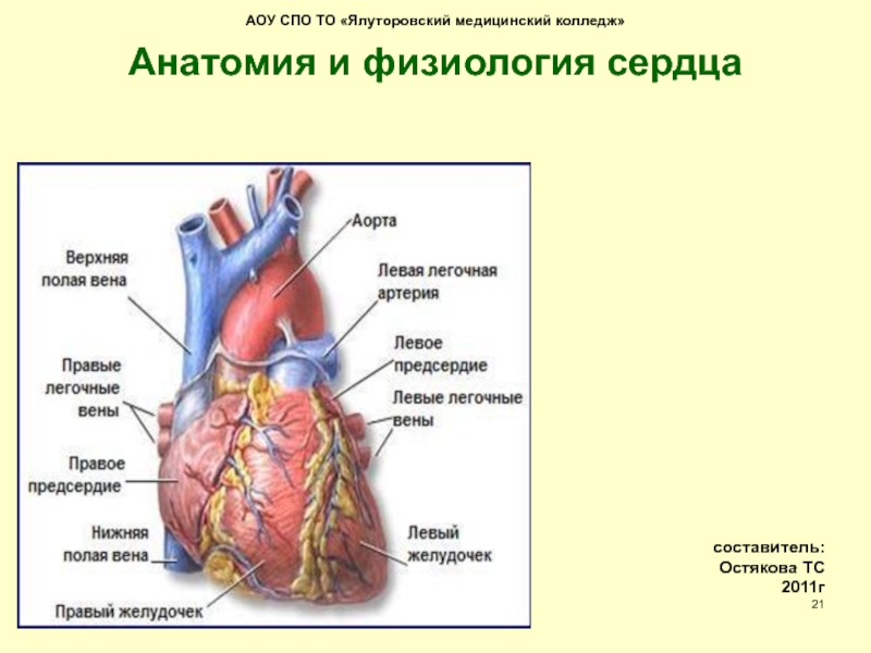 АОУ СПО ТО Ялуторовский медицинский колледж Анатомия и физиология сердца