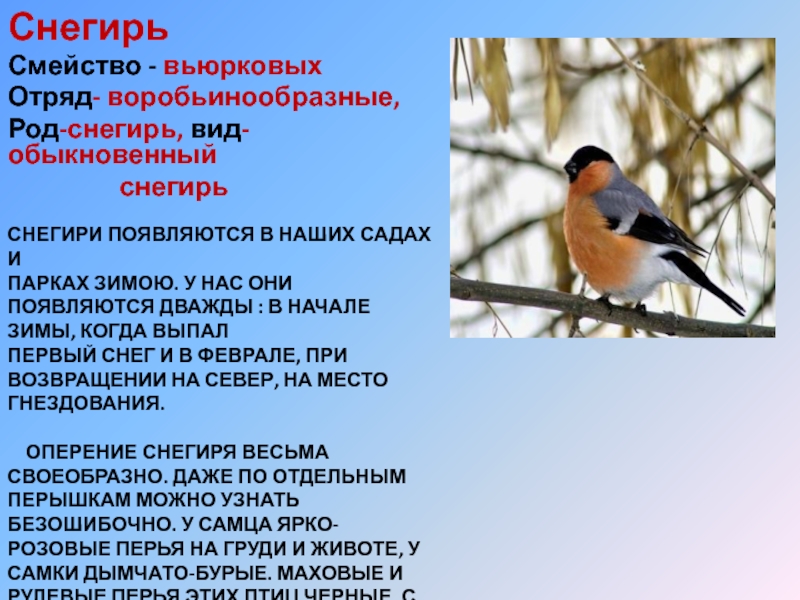 Какой тип развития характерен для снегиря изображенного на рисунке 1 обоснуйте свой ответ