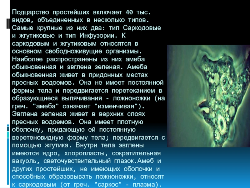 Простейшие доклад. Подцарство простейшие включает. Какие простейшие имеют постоянную форму тела. Веретеновидная форма тела у простейшего. Веретеновидная форма у простейших.