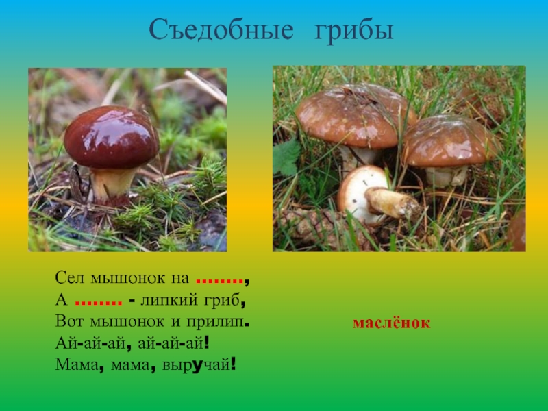 Характеристика искусственно выращиваемых съедобных грибов. Сел мышонок на масленок. Мама гриб.