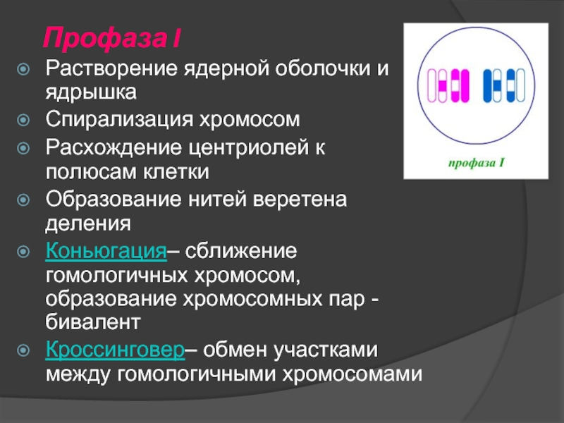 Удвоение центриолей спирализация хромосом. Растворение ядерной оболочки. Растворение ядерной оболочки мейоз. Профаза растворения ядерной оболочки, спирализация. Образование ядерной мембраны спирализация хромосом.