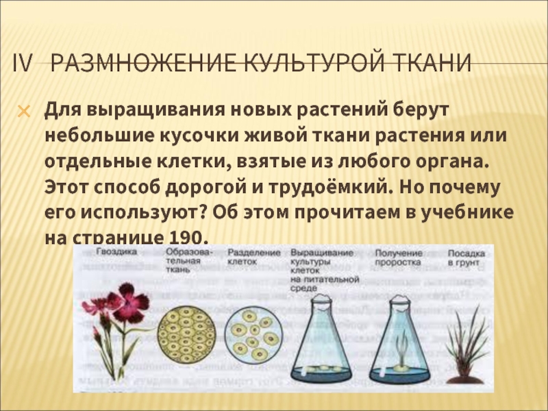 В чем сущность метода культуры клеток. Размножение культурой тканей. Культура тканей растений. Размножение культурных растений. Размножение культурной ткани.