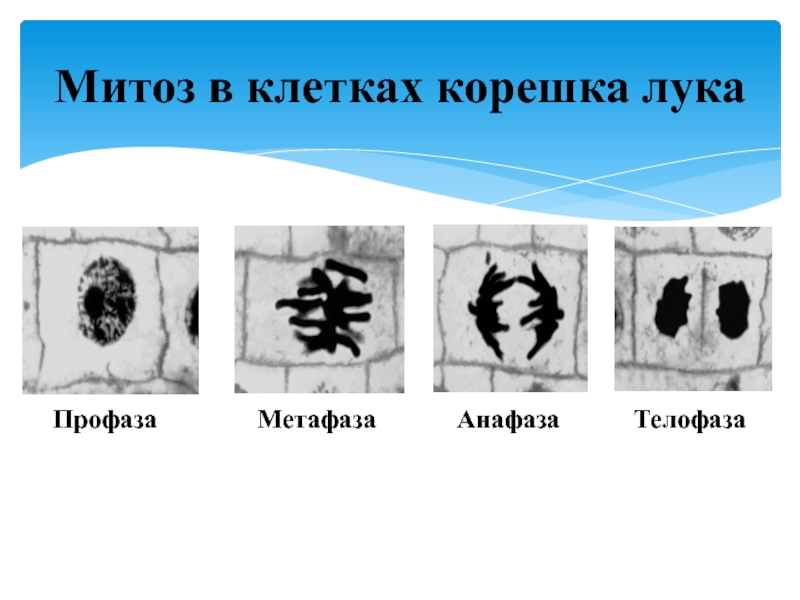 Митоз в клетках корешка лука картинки