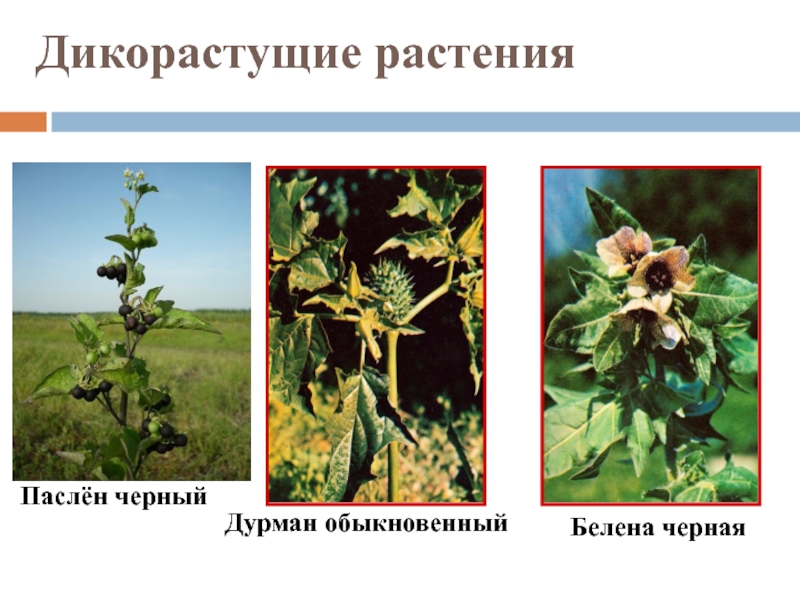 Пасленовые белена. Белена дурман паслен черный. Паслен белена. Дикорастущие Пасленовые. Паслен. Дикие растения семейства пасленовых.