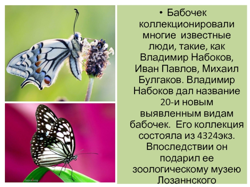 Какие имена бабочек. Набоков коллекция бабочек. Высказывания о бабочках. Афоризмы про бабочек.