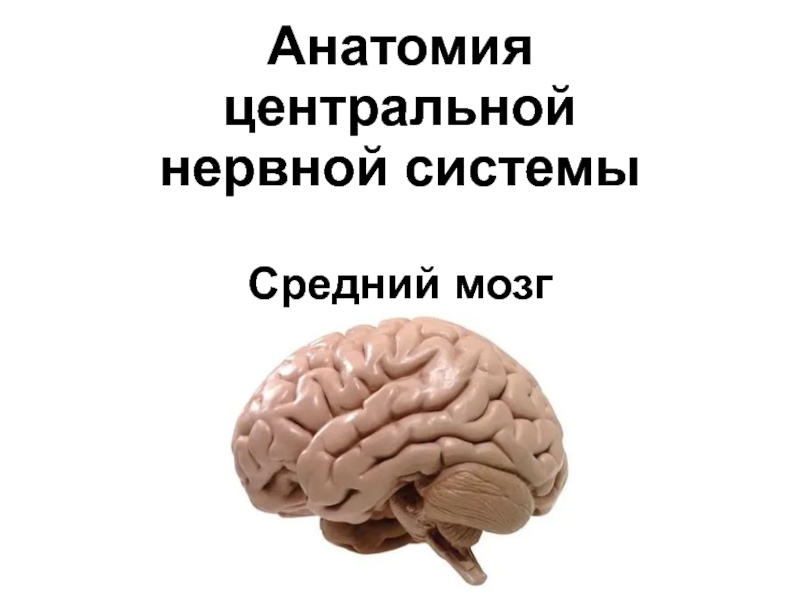 Презентация Анатомия центральной нервной системы Средний мозг