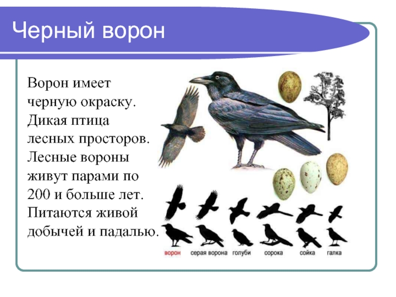 Ворон сколько частей. Описание о вороне. Ворона описание птицы. Вороны информация. Рассказ о воронах.