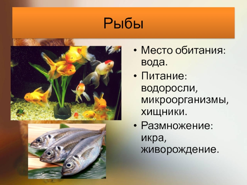 Питание водорослей. Живорождение у рыб. Питание водорослей 6 класс. Какие рыбы питаются водорослями. Питание водорослей 5 класс.