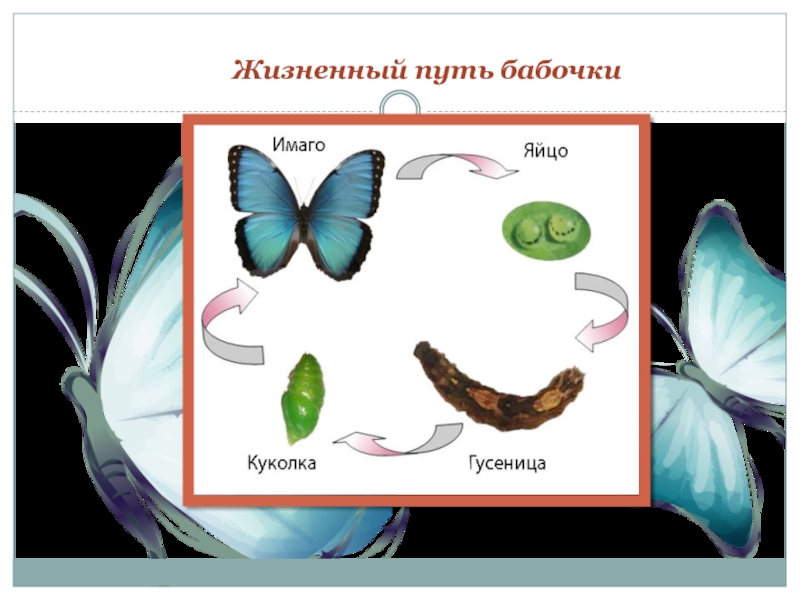 Этапы жизни бабочки в картинках для детей