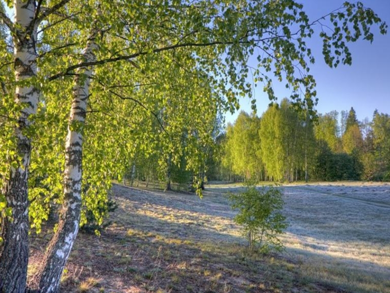 Береза белоствольная фото