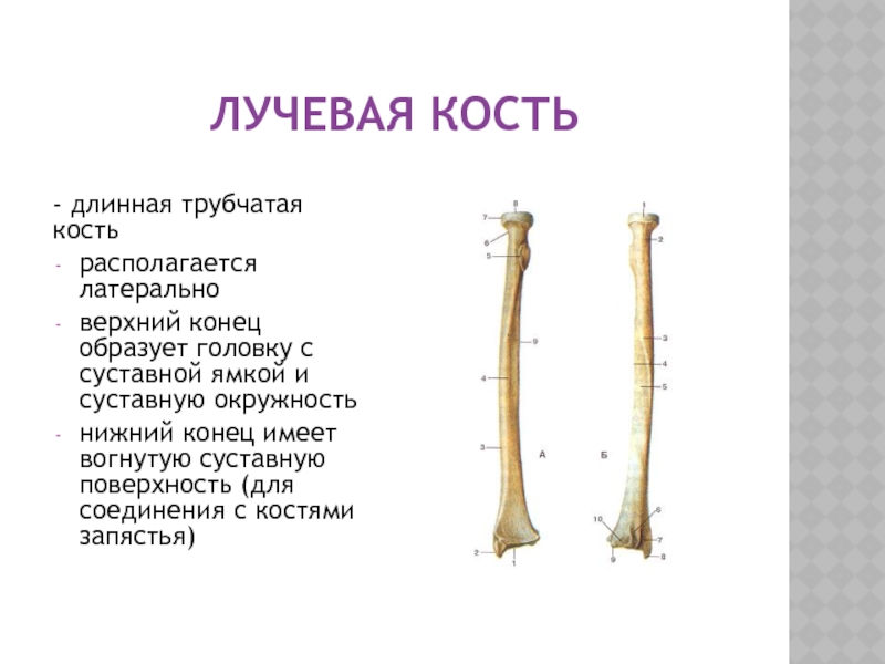 Назовите длинные кости. Строение кости лучевая кость. Трубчатая кость лучевая кость. Лучевая кость описание анатомия. Длинная трубчатая кость.