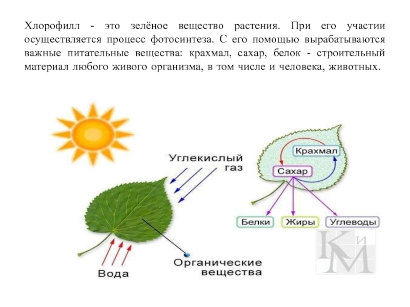 В результате фотосинтеза образуются крахмал. Фотосинтез листа схема. Хлорофилл в процессе фотосинтеза. Хлорофилл в растениях. Образование органических веществ в листьях.