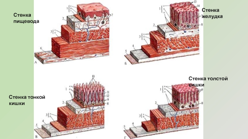 Стенка пищевода включает следующие оболочки с соответствующими слоями