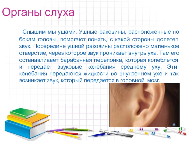 Рассказы про уши. Интересное об ухе. Интересные факты о слухе. Интересные факты о строении уха. Интересные факты о ушах.