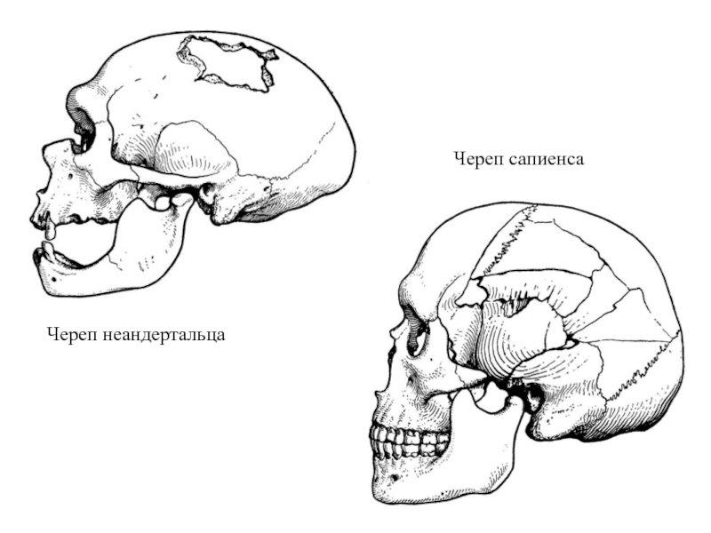 Неандерталец череп рисунок