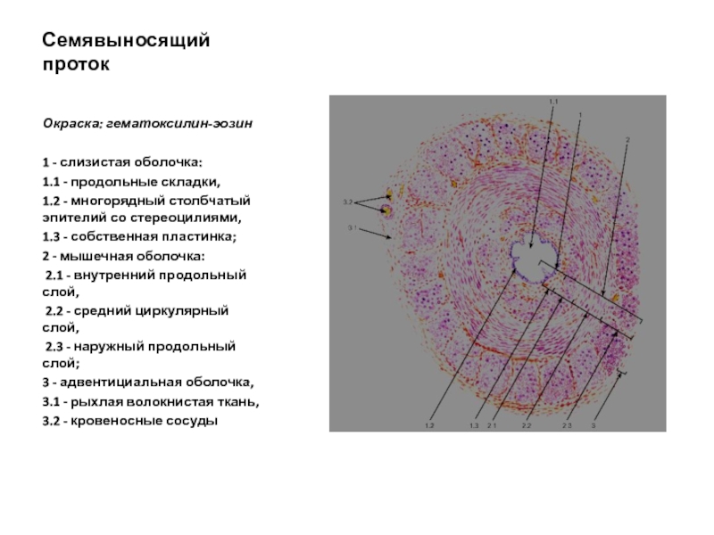 Строение стенки семявыносящего протока