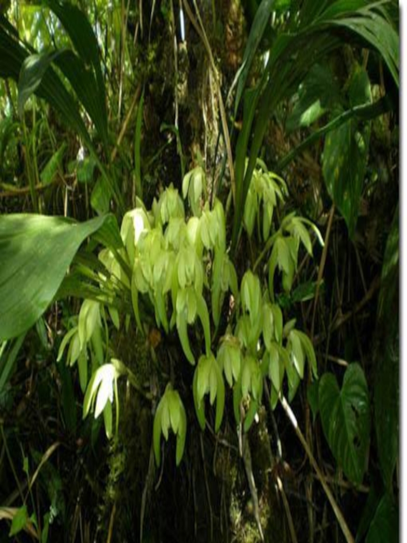 Орхидеи добывают воду  Около половины орхидей в мире обитают на ветвях других растений. Они обычно имеют