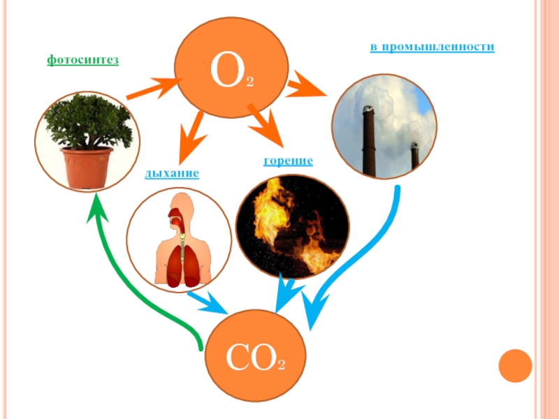 О2СО2в промышленностифотосинтездыханиегорение