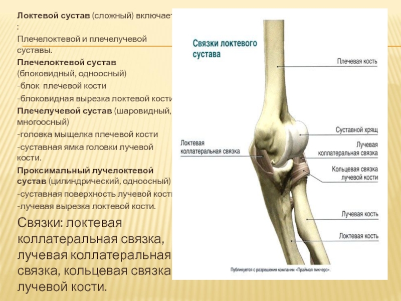 Локтевой сустав схема