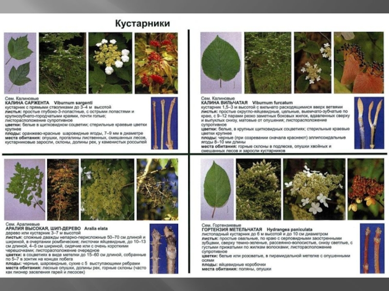 Таблица кустарников. Окраска листьев кустарников таблица биология 5 класс. 5 Видов кустов. 10 Кустарников. Таблицы всех кустарников в мире.