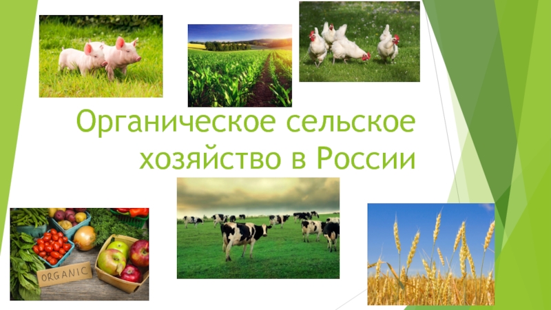 Органическое сельское хозяйство в России