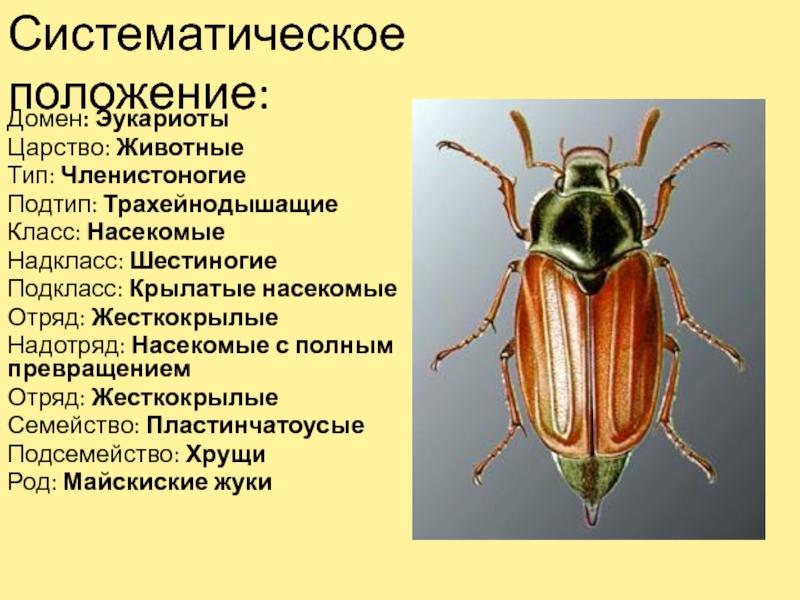 Особенности строения майского жука