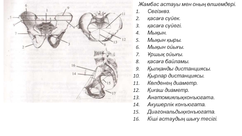 Тар жамбас презентация