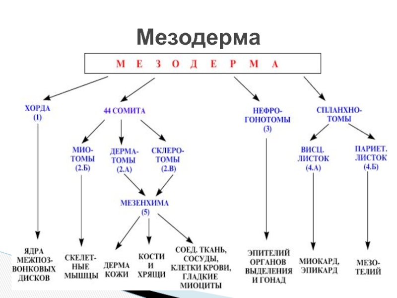 Кости развиваются из мезодермы