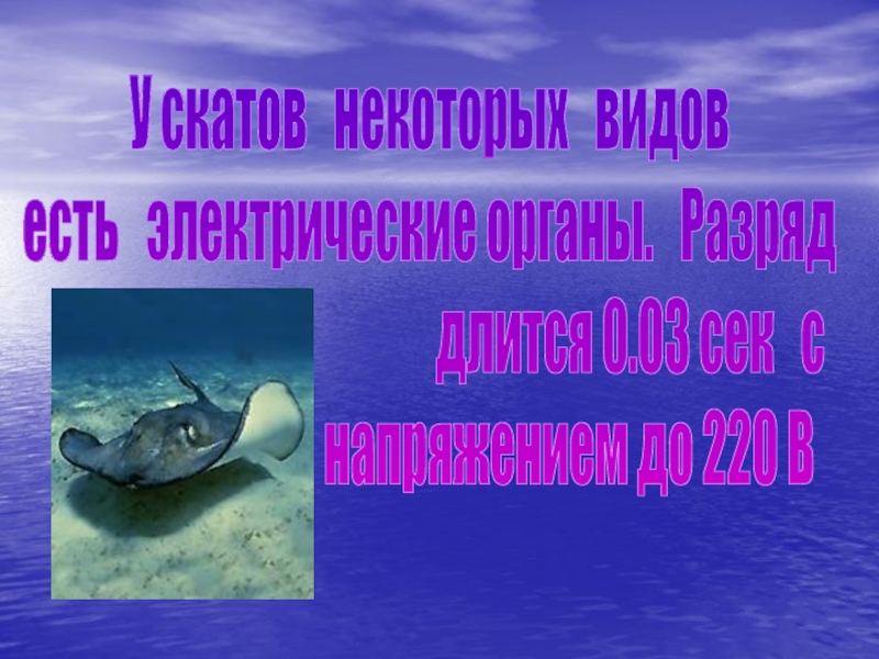 Каких рыб относят к хрящевым. Химерообразные. К какой группе относится акула.