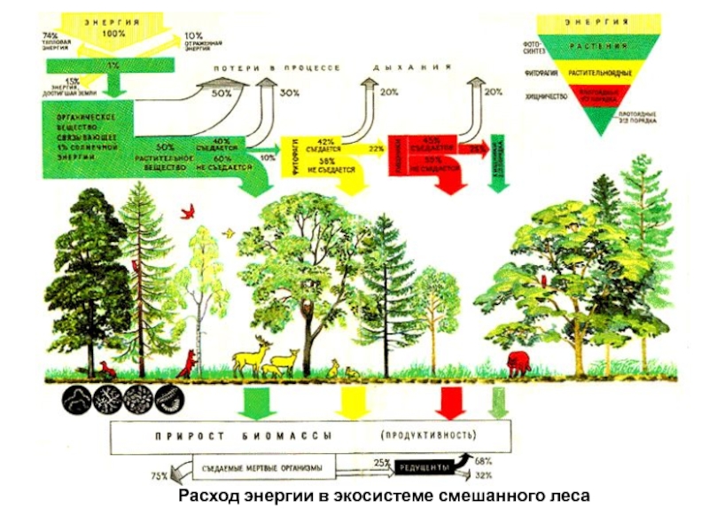 Схема лесной экосистемы