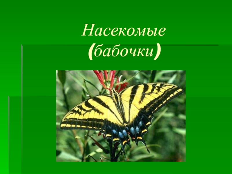 Презентация Насекомые (бабочки)