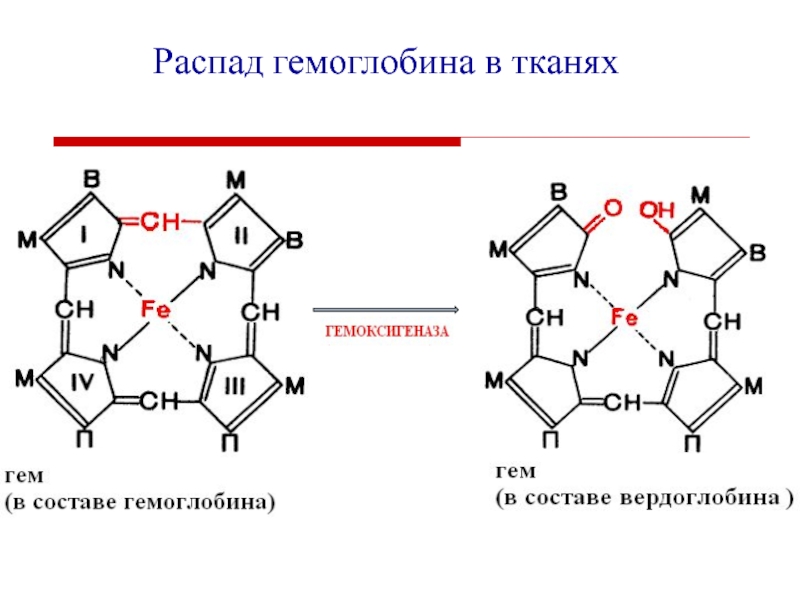 Схема образования билирубина в тканях