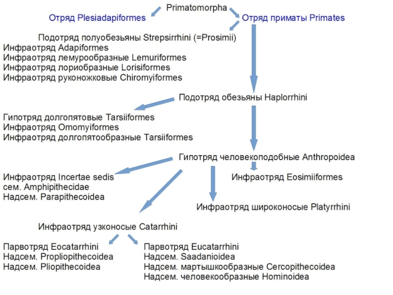 Схема классификация приматов