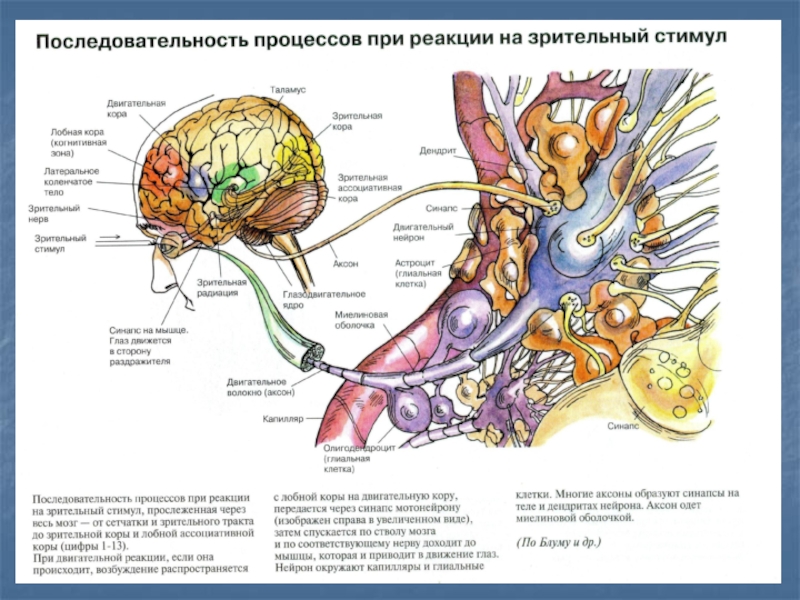 Осу карта нервы