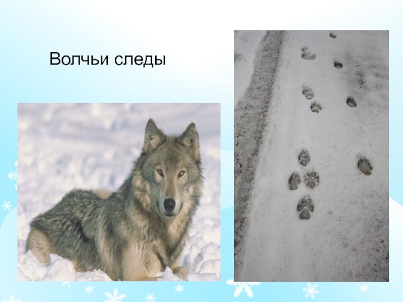 Как отличить волка. Отличич следа волка от собаки. Следы волка и собаки отличие на снегу. След волка. Следы Волков.