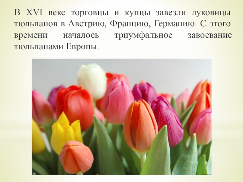Тюльпаны научные работы. Тюльпаны в 16 веке. Сколько времени выращивается тюльпан. В какой стране выращивается тюльпана цветок. Как вырастить тюльпан из цветка